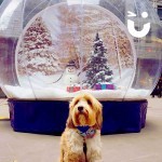A dog posing in front of our Giant Christmas Snow Globe 