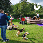 Rodeo Bull And Beagles 2
