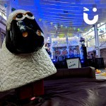 Our Rodeo Sheep Hire during an indoor event